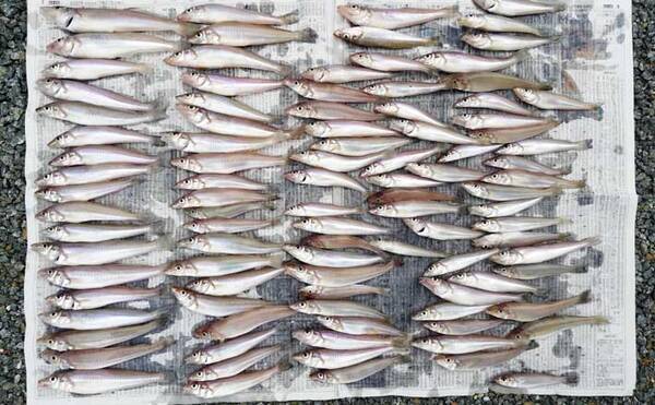 サーフでの投げキス釣りで本命98匹 最高 8連掛け も達成 21年9月23日 エキサイトニュース