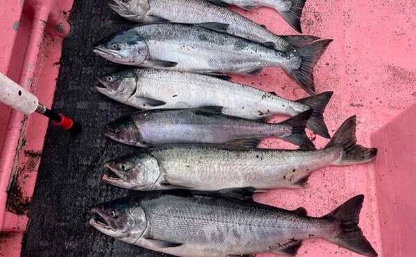 知床ウトロ発 アキアジ 鮭 釣り 満喫 カワハギ釣りファンにお勧め 21年9月22日 エキサイトニュース