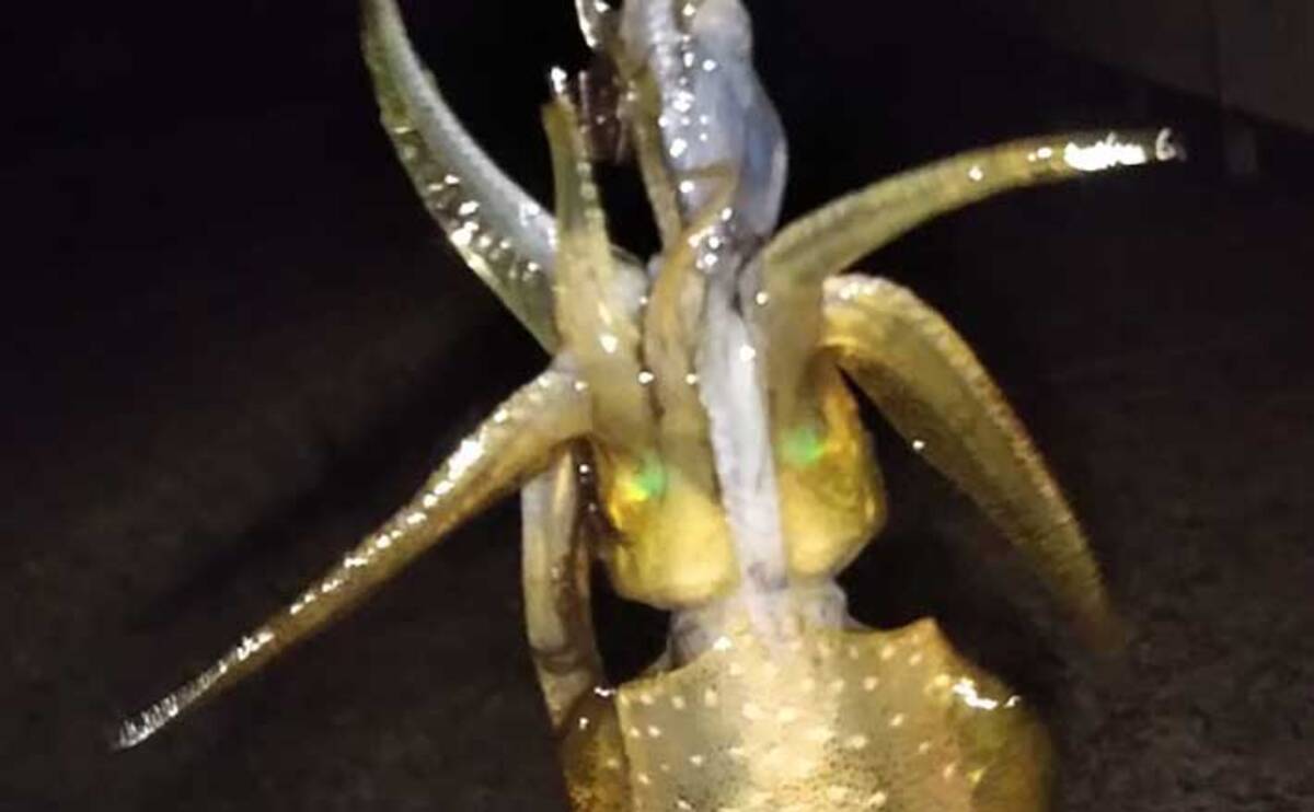 新子アオリイカエギングで本命11杯 ブラインドでもサイトでもヒット 21年9月23日 エキサイトニュース 3 5