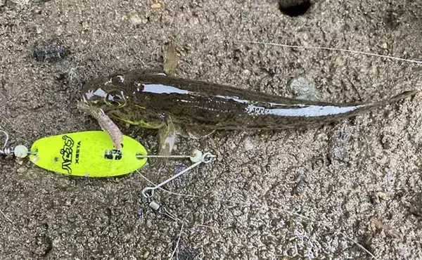 「ハゼ釣り初体験の子供と楽しむ『ハゼスプーン』釣り　型よく今後に期待」の画像