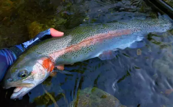 「2021シーズン最終渓流釣りで尺ヤマメ＆イワナ　今期の平均釣果は22尾」の画像