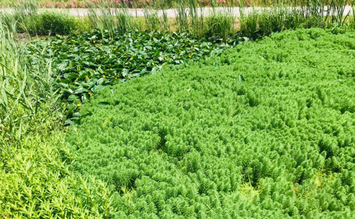 琵琶湖の「水草」が肥料になる？　背景には特定外来生物の大量繁殖問題