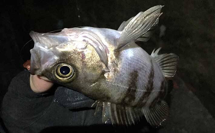 陸っぱりルアーフィッシング超入門 魚種毎の狙うべきレンジ 水深 は 21年9月29日 エキサイトニュース