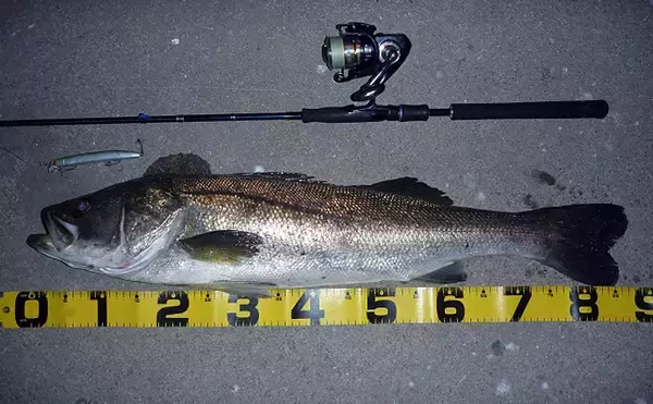 「「海なし県」でスズキが釣れたワケ　川を100km遡るのも不思議ではない？」の画像
