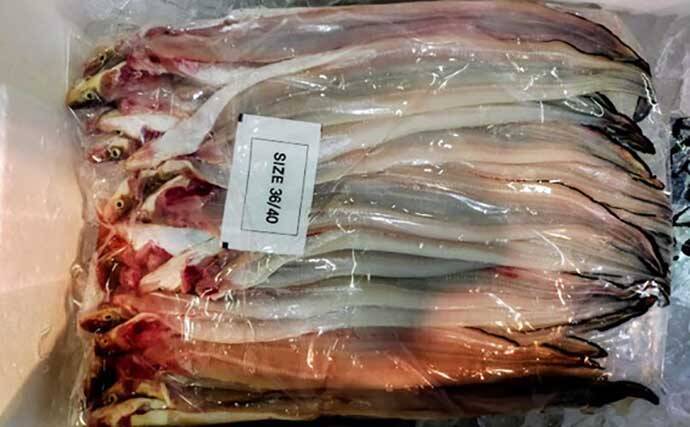 プロが教える「旬魚」の目利き：アナゴ　グラマー体型は下半身が美味？