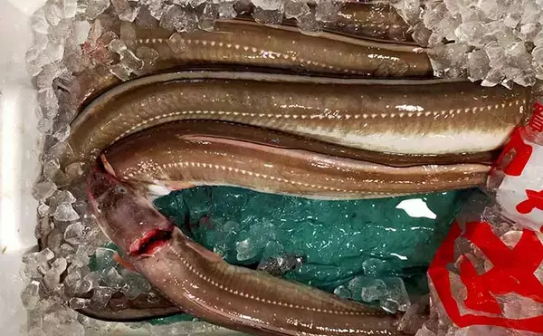 「プロが教える「旬魚」の目利き：アナゴ　グラマー体型は下半身が美味？」の画像
