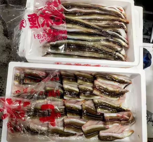 「プロが教える「旬魚」の目利き：アナゴ　グラマー体型は下半身が美味？」の画像