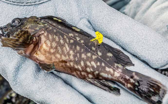 東京湾でカサゴの稚魚3万尾を放流 環境保全のために遊漁船5隻が協力 21年10月4日 エキサイトニュース