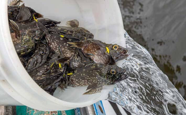 東京湾でカサゴの稚魚3万尾を放流 環境保全のために遊漁船5隻が協力 21年10月4日 エキサイトニュース