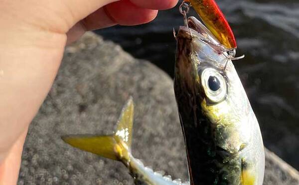 バスロッド流用で楽しむ サバゲーム メタルジグ ジグ単で連発 21年10月6日 エキサイトニュース