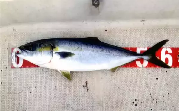 「ボートSLJゲームに初挑戦　食べごろマダイに珍ゲストのダツを手中」の画像