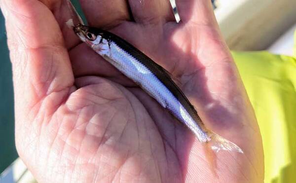 解禁直後のボートワカサギ釣りで好発進 寄せエサのブドウ虫奏功し175尾 21年10月11日 エキサイトニュース