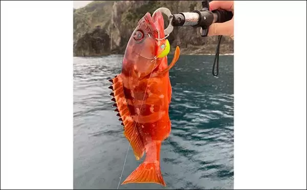 「ボートロックゲームでアカハタ20尾超　和製ルアー「インチク」効果絶大」の画像