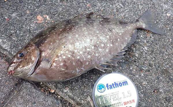 厄介なゲスト魚 アイゴ が大量発生中 危険な 毒針 対策グッズ3選 21年10月8日 エキサイトニュース