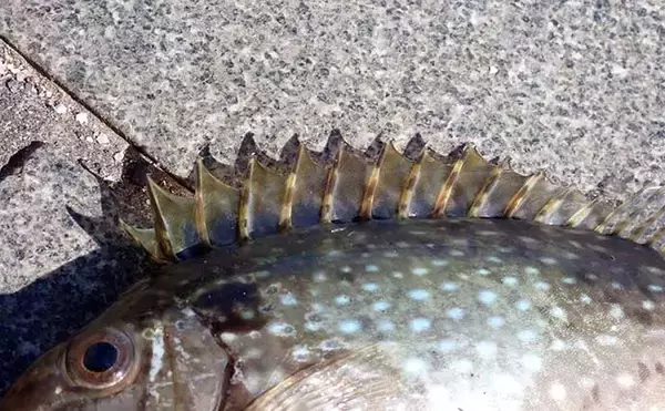 「厄介なゲスト魚『アイゴ』が大量発生中　危険な「毒針」対策グッズ3選」の画像
