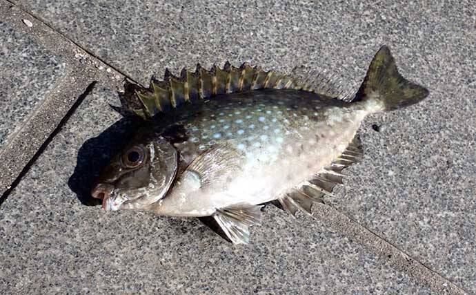 厄介なゲスト魚 アイゴ が大量発生中 危険な 毒針 対策グッズ3選 21年10月8日 エキサイトニュース