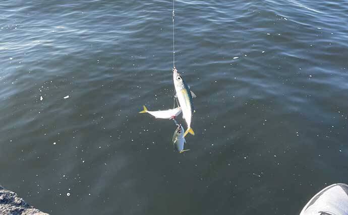 100均『メタルジグ』の活用方法　釣具メーカー品との使い分け術とは？