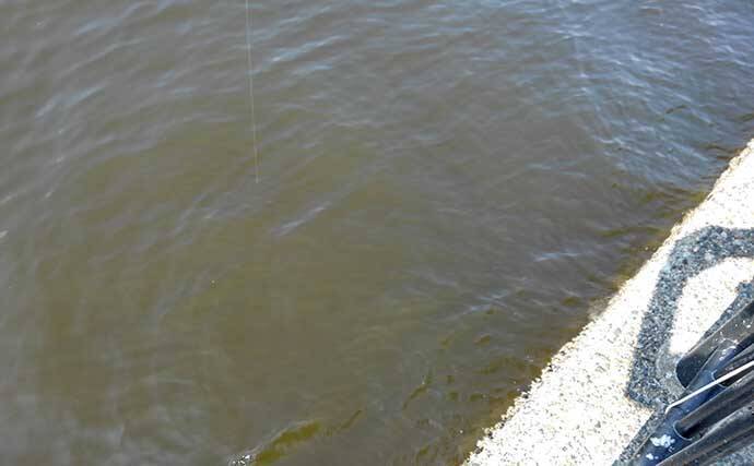 東京湾奥「サビキ釣り」トップシーズン到来　タックルとキホンの釣り方