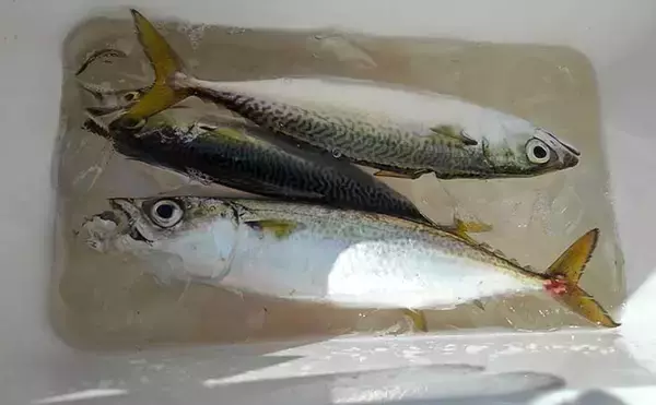 東京湾奥「サビキ釣り」トップシーズン到来　タックルとキホンの釣り方