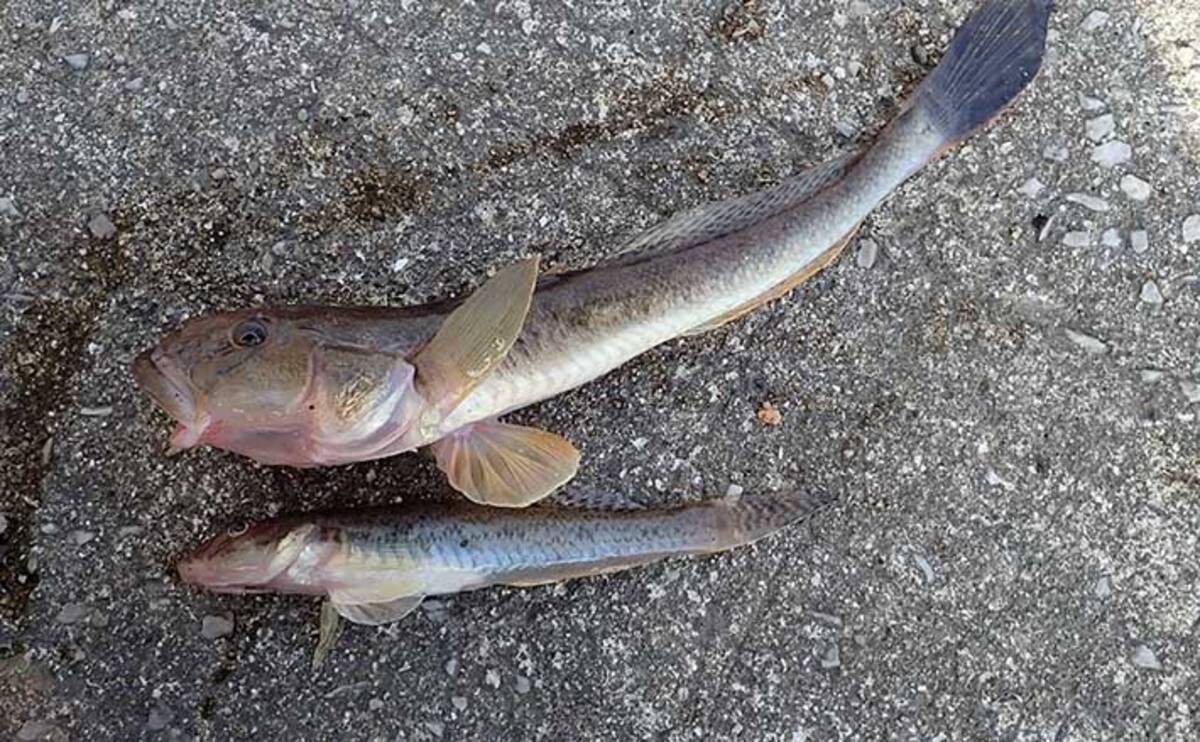 ちょい投げハゼ釣りでcm頭に入れ食い レア魚 ハゼクチ 25cmも浮上 21年10月10日 エキサイトニュース ちょい投げハゼ釣りでcm頭に入れ食い レア魚 ハゼクチ 25cmも浮上 21年10月10日 エキサイトニュース