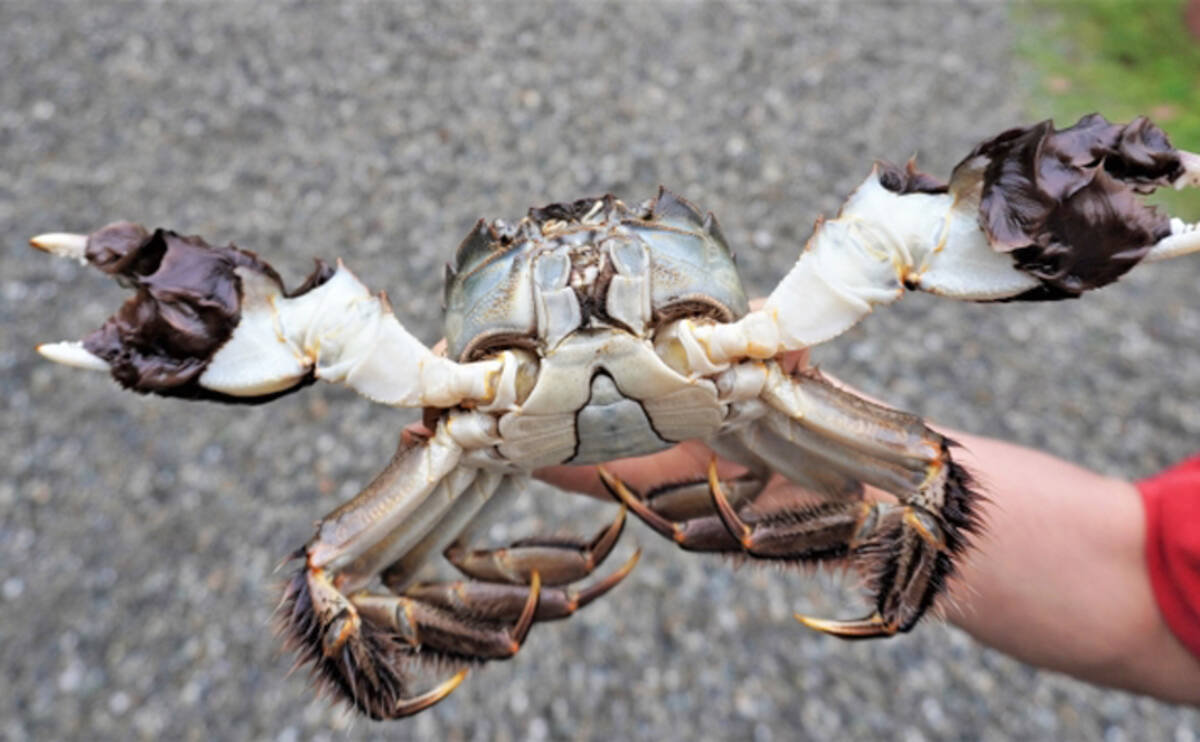 各地で獲れるモクズガニは美味 河川によってルールがあるので要注意 21年10月23日 エキサイトニュース 2 3