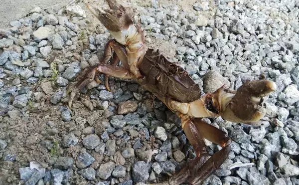 「各地で獲れるモクズガニは美味　河川によってルールがあるので要注意？」の画像