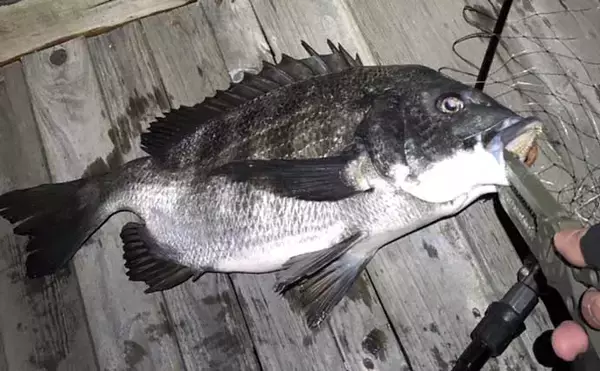 「今さら聞けないスピニングリールのキホン　『逆転レバー』の使い道は？」の画像