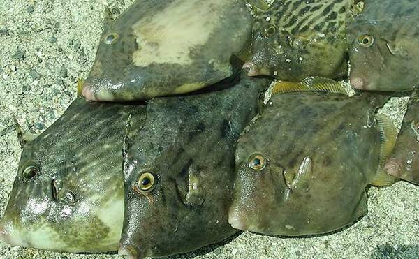 堤防カワハギ釣りシーズン到来 手軽 楽しい 美味で初心者にも好適 21年10月15日 エキサイトニュース