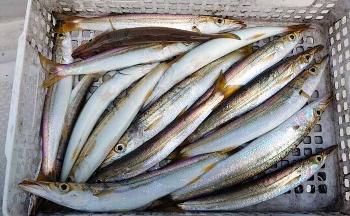 レンタルボートで船中アオリイカ45匹　ゲストのカマス68匹も好土産に