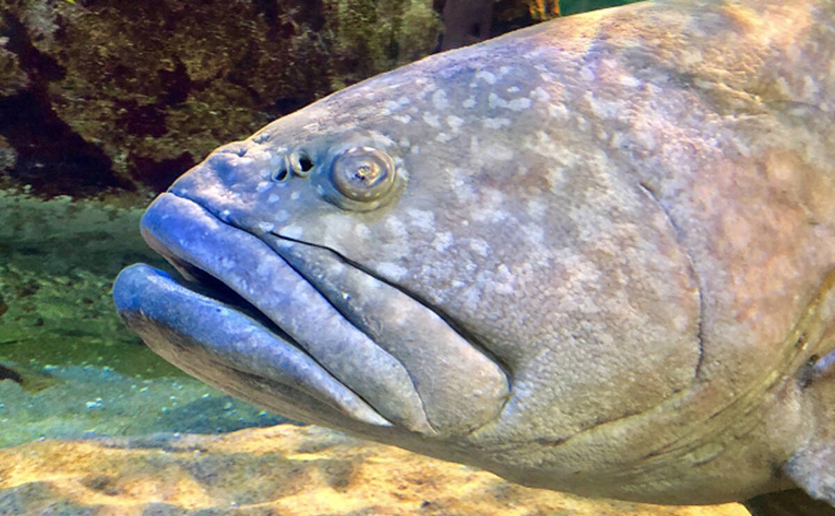 成人男性よりも巨大な185cm116kg タマカイ が水揚げされて話題に 21年10月29日 エキサイトニュース 成人男性よりも巨大な185cm116kg タマカイ が水揚げされて話題に 21年10月29日 エキサイトニュース