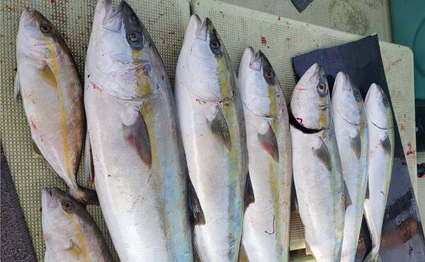 落とし込み釣りで87cm7kgヒラマサ頭に青物8尾と大満足釣果 21年10月31日 エキサイトニュース