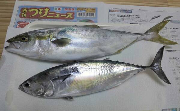 ボートでのコマセ釣りでイナダ ソウダガツオ手中 高活性で快引満喫 21年11月1日 エキサイトニュース