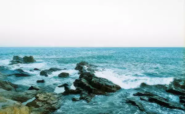 「サンマ不漁の陰でマイワシが豊漁　「魚種交代」のせいではない可能性も」の画像