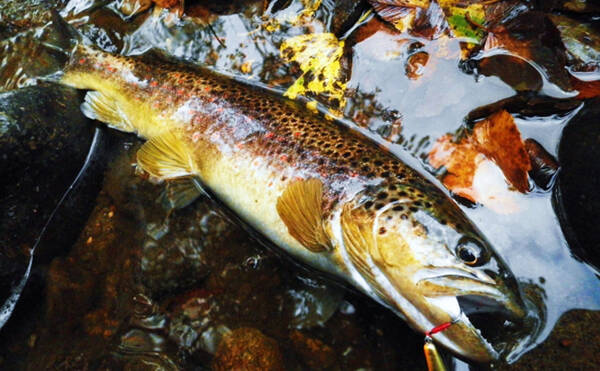 秋田で外来魚 ブラウントラウト の駆除を実施 魚食性と交雑が問題 21年11月5日 エキサイトニュース