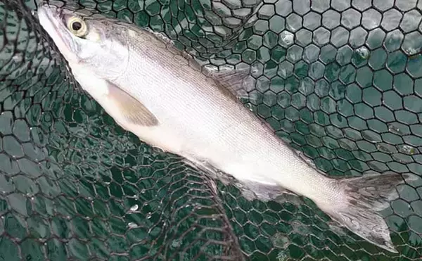 解禁直後の西湖でヒメマス30尾にワカサギ72尾　正確なタナ取りが重要？