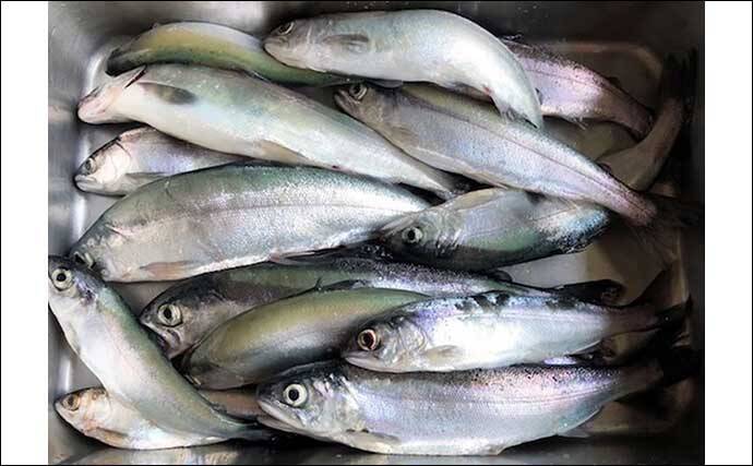 解禁直後の西湖でヒメマス30尾にワカサギ72尾　正確なタナ取りが重要？