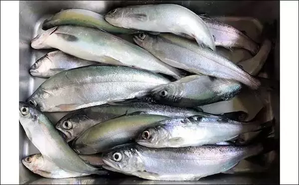 「解禁直後の西湖でヒメマス30尾にワカサギ72尾　正確なタナ取りが重要？」の画像