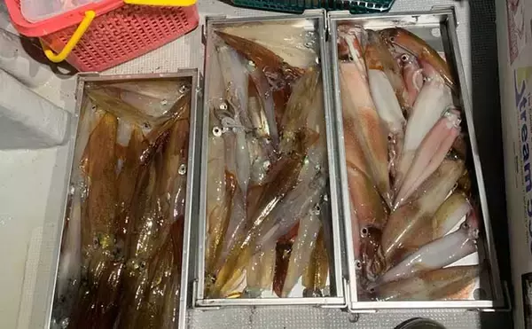 「三陸『ヤリイカメタル』シーズン到来　鮮度保つ便利グッズと持ち帰り方」の画像