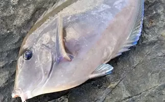 川魚 を生食してはいけない理由を解説 サーモンはなぜok 年5月30日 のコメント一覧 エキサイトニュース