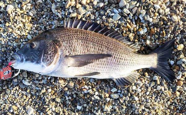 トップウォーターのライトゲームで45cmチヌ 想定外ヒットにスリル堪能 21年11月2日 エキサイトニュース トップウォーターのライトゲームで45cmチヌ 想定外ヒットにスリル堪能 21年11月2日 エキサイトニュース