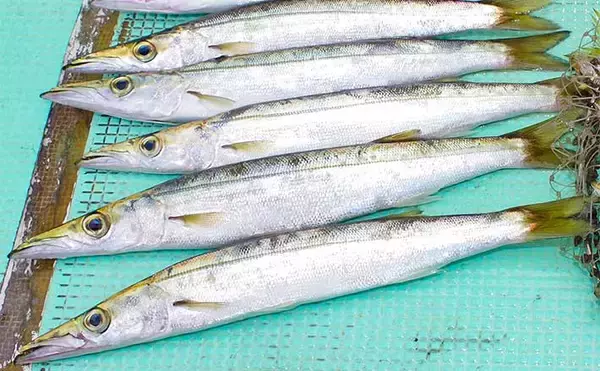 西湘サーフでカマス釣りが開幕　地元釣具店に聞く「投げサビキ」のキモ