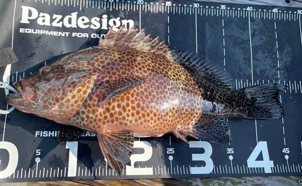 オオモンハタゲーム ステップアップ解説 バラシ軽減フッキング術 21年11月8日 エキサイトニュース