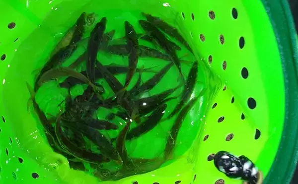 「波止釣り『エサ図鑑』：ノマセ（泳がせ）釣りの活きエサ　現地調達が基本」の画像