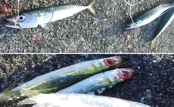 「波止釣り『エサ図鑑』：ノマセ（泳がせ）釣りの活きエサ　現地調達が基本」の画像