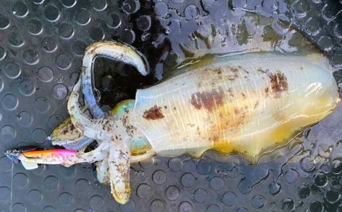 【愛知・三重】沖のルアー最新釣果　ティップランで良型アオリイカ顔出し
