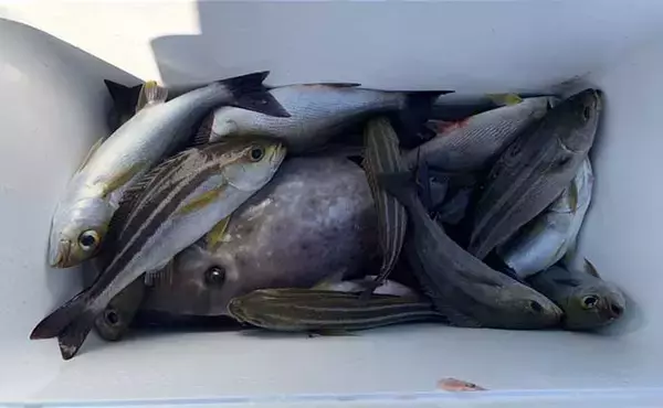 「親族三世代で楽しむコマセ五目釣り　お魚パーティ食材を見事に確保」の画像