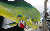 「沖縄で「幸福を呼ぶ魚」フーヌイユの干物作り　正体は人気釣り対象魚？」の画像3
