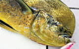 「沖縄で「幸福を呼ぶ魚」フーヌイユの干物作り　正体は人気釣り対象魚？」の画像1