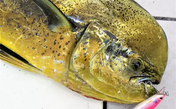 「沖縄で「幸福を呼ぶ魚」フーヌイユの干物作り　正体は人気釣り対象魚？」の画像