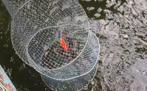 「室内釣り堀で鯉＆金魚キャッチ　楽しみながら釣りのスキルアップにも？」の画像